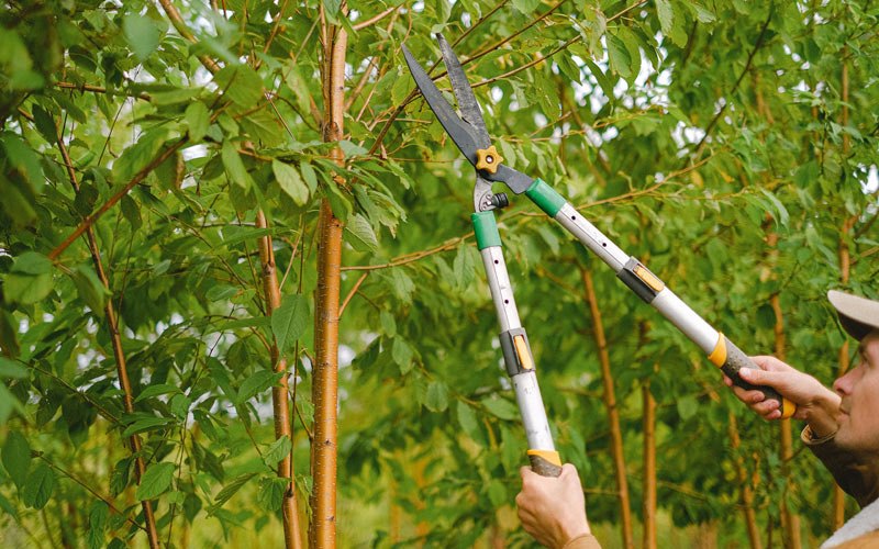 Tree trimming in Markham, TX