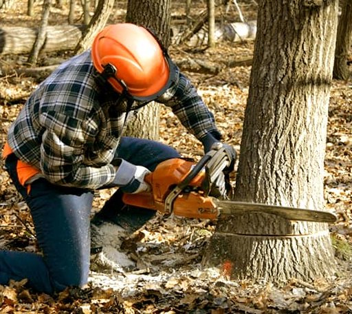 Tree Removal in Markham, TX